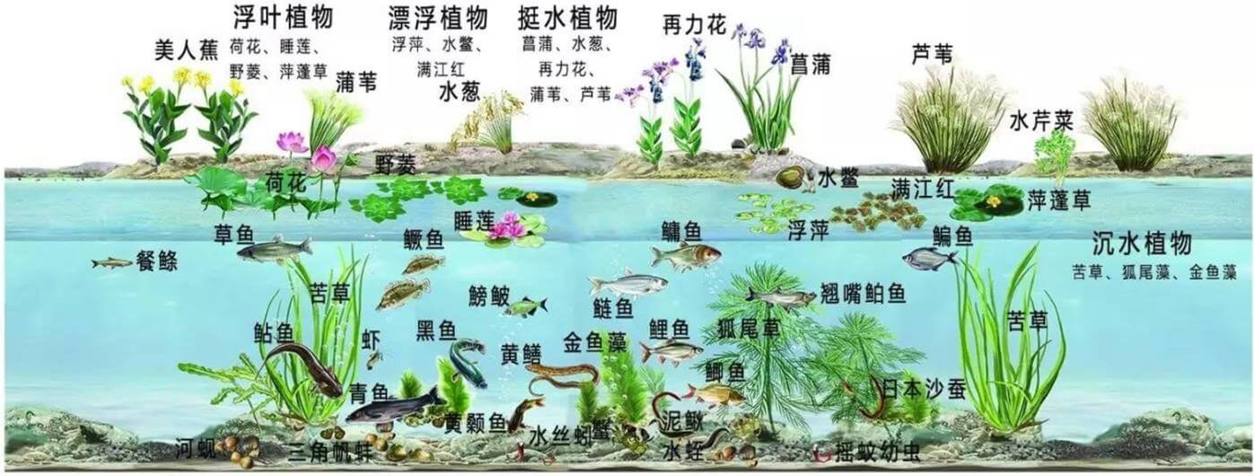 景觀水體、湖泊等生態修復解決方案